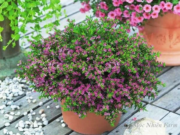 Chăm sóc Cây Cẩm Tú Mai