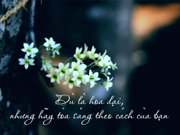 Câu nói hay về hoa