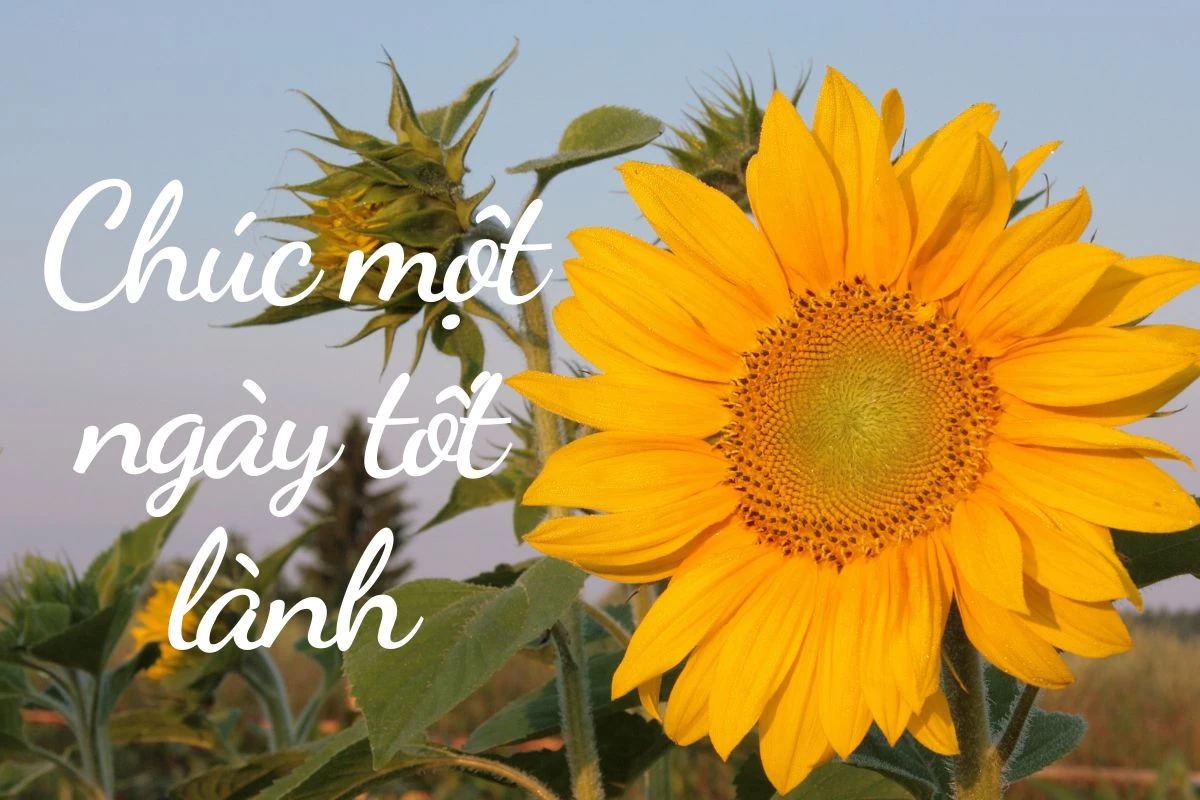 Câu chúc ngày mới