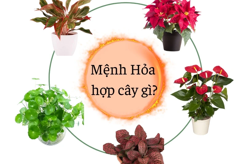 Mệnh Hỏa hợp cây gì? Top 11 cây để bàn làm việc mệnh Hỏa may mắn