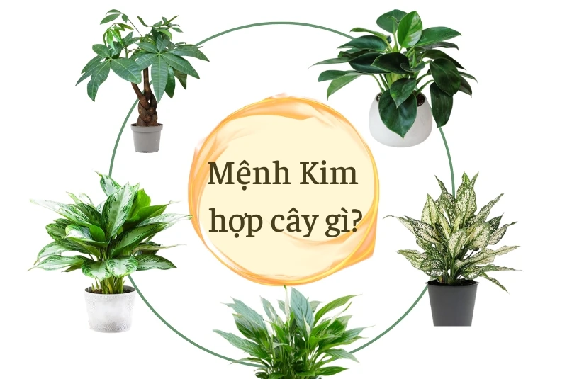 Mệnh kim hợp cây gì? Top 15 cây để bàn làm việc hợp mệnh Kim hút tài lộc