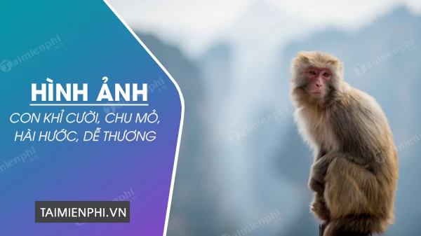 Tìm hiểu về các loài khỉ và đặc điểm riêng của chúng