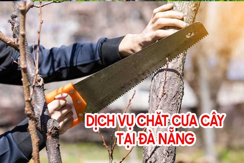 Dịch vụ chặt cây tại Đà Nẵng - Cắt Tỉa Cây Xanh