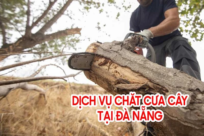 Dịch vụ cắt tỉa cây xanh cần thiết cho không gian sống