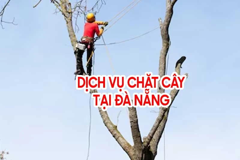 Dịch vụ chặt cây tại Đà Nẵng - Cắt Tỉa Cây Xanh